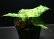 画像2: Aglaonema pictum "tricolor" 【画像の中株】3.7撮影 (2)