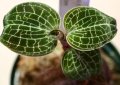 [宝石蘭Hybrid]Anoectochilus formosanus × Dossinia marmorata var dayii  【画像の株】《JungleGem》