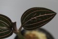 [宝石蘭]Ludisia Discolor “ホンコンシュスラン”【画像の中株】8.29撮影《cozyparaブリード》