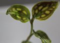 [宝石蘭]Cystorchis　variegata　【画像の株-その2】[8.29撮影]
