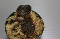 [宝石蘭]Anoectochilus sp. Malaysia（albolineatus）【画像の株-その1】[8.29撮影]