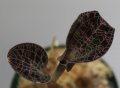 [宝石蘭]Dossinia marmorata var.DAYII 【画像の株-その1】[8.29撮影]