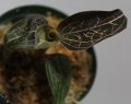 [宝石蘭]Anoectochilus chapaensis 【画像の株】[8.29撮影]