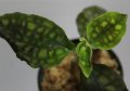 [宝石蘭]Cystorchis　variegata　【画像の株-その1】[8.29撮影]