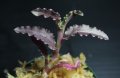 [宝石蘭]Malaxis commelinifolia 【画像の株-その2】[10.5撮影]
