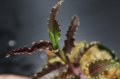 [宝石蘭]Malaxis commelinifolia 【画像の株-その1】[10.5撮影]