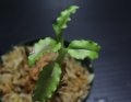 [宝石蘭]Malaxis commelinifolia 【画像の株-その4】[10.5撮影]
