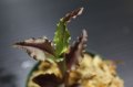 [宝石蘭]Malaxis commelinifolia 【画像の株-その3】[10.5撮影]