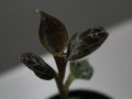 [宝石蘭]Dossinia marmorata 【画像の株-その1】[11.27撮影]