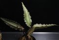 [宝石蘭]Malaxis sp.（Malaxis lowii? elegans?）"Ranau" 【画像の株】[2.18撮影]