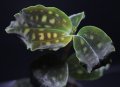 [宝石蘭]Cystorchis　variegata　【画像の株-黒葉タイプ!!】[3.18撮影]