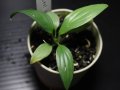 Homalomena sp "White leaf" Natuna【画像の株-その2】[3.18撮影]《AQUA☆STAR》
