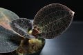 [宝石蘭]Dossinia marmorata “美麗種・濃褐色タイプ”【画像の大株-その5】[5.22撮影]