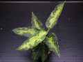 Aglaonema pictum "tricolor" from Pulau Nias class2 【画像の美麗中株】[6.30撮影]《AQUA☆STAR》