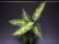 画像1: Aglaonema pictum "tricolor" from Pulau Nias class2 【画像の美麗中株】[6.30撮影]《AQUA☆STAR》 (1)
