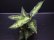 画像2: Aglaonema pictum "tricolor" from Pulau Nias class2 【画像の美麗中株】[6.30撮影]《AQUA☆STAR》 (2)