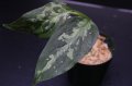 Aglaonema cf. pictum "tricolor" from Siberut 2nd 【画像の美麗若株】[6.30撮影]