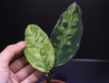 Aglaonema pictum "tricolor"『元祖タイプ（from thailand 2010）』 【画像の美麗若株】[7.11撮影]《AQUA☆STAR》