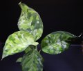 Aglaonema pictum "tricolor" from Thailand 2013 【画像の美麗大株-その2】[10.10撮影]
