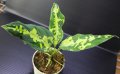 Aglaonema pictum "緑三色" from Pandan Sibolga 【画像の美麗株】[10.28撮影]《AQUA☆STAR》