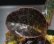 画像2: [宝石蘭]Dossinia marmorata “美麗種”【画像の大株-その6】[12..22撮影] (2)