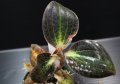 [宝石蘭]Dossinia marmorata “美麗種”【画像の大株-その4】[12..22撮影]