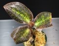 [宝石蘭]Dossinia marmorata “美麗種”【画像の大株-その1】[12..22撮影]