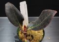 [宝石蘭]Dossinia marmorata “美麗種”【画像の大株-その7】[12..22撮影]