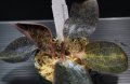 [宝石蘭]Dossinia marmorata “美麗種”【画像の大株-その9】[12..22撮影]