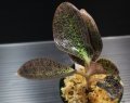 [宝石蘭]Dossinia marmorata “美麗種”【画像の大株-その2】[12..22撮影]
