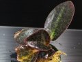 [宝石蘭]Dossinia marmorata “美麗種”【画像の大株-その6】[12..22撮影]