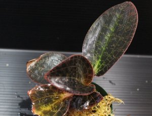 画像1: [宝石蘭]Dossinia marmorata “美麗種”【画像の大株-その6】[12..22撮影]
