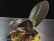 画像1: [宝石蘭]Dossinia marmorata “美麗種”【画像の大株-その6】[12..22撮影] (1)