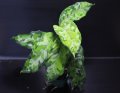 Aglaonema pictum "tricolor" from Thailand 2013 【画像の美麗大株-その5】[1.6撮影]