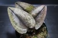 [宝石蘭]Nephelaphyllum pulchrum"Ranau" 【画像の株-その2】[2.7撮影]