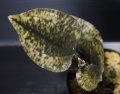 [宝石蘭]Nephelaphyllum pulchrum"Ranau" 【画像の株-その1】[2.7撮影]