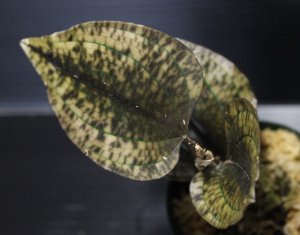 画像1: [宝石蘭]Nephelaphyllum pulchrum"Ranau" 【画像の株-その1】[2.7撮影]