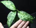 Aglaonema pictum "tricolor" from Siberut 2nd 【画像の大株（増殖態勢!!）】[2.10撮影]