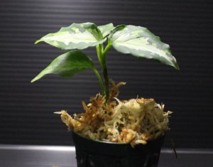 画像2: Aglaonema pictum tricolor "NILVASH" 【画像の美麗中株】[2.10撮影]