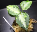 Aglaonema pictum tricolor "NILVASH" 【画像の美麗中株】[2.10撮影]