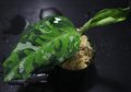 Aglaonema pictum "tricolor"『元祖タイプ（from thailand 2010）』 【画像の株】[2.15撮影]《cozyparaブリード》