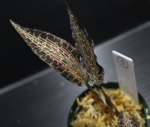 画像1: [宝石蘭]Goodyera reticulata "Ranau" 【画像の株-その3】[3.21撮影]