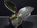 [宝石蘭]Dossinia marmorata “美麗種”【画像の大株-その3】[3..21撮影]