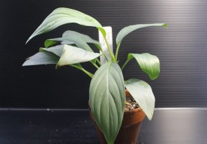 画像1: Homalomena sp "White leaf" Natuna【画像の美麗株】[5.23撮影]《AQUA☆STAR》