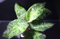 Aglaonema pictum "tricolor"『元祖タイプ（from thailand 2010）』 【画像の美麗大株】[5.23撮影]