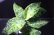画像1: Aglaonema pictum "tricolor"『元祖タイプ（from thailand 2010）』 【画像の美麗大株】[5.23撮影] (1)