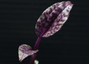 画像1: [宝石蘭]Malaxis punctata "Ranau"Purple type 【画像の株】[5.23撮影]《cozyparaブリード》