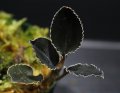 [漆黒の宝石蘭]Kuhlhasseltia javanica "Ranau" 【画像の美麗株】[5.23撮影]