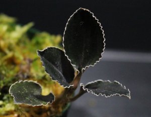 画像1: [漆黒の宝石蘭]Kuhlhasseltia javanica "Ranau" 【画像の美麗株】[5.23撮影]