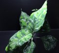 Aglaonema pictum "tricolor"『元祖タイプ（Thailand 2010）』 【画像の美麗大株-その2】[6.22撮影]